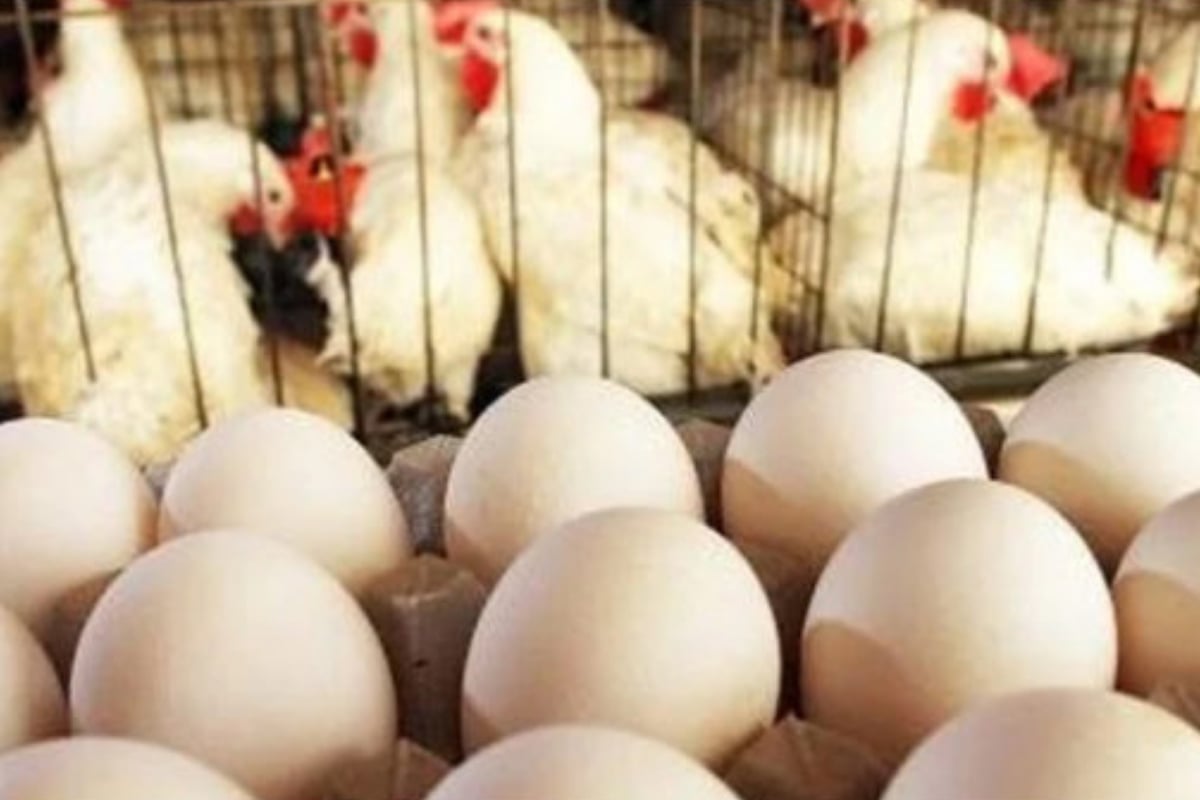 Egg Prices in Pakistan