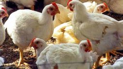 Punjab Poultry Association Reduced Chicken Prices
