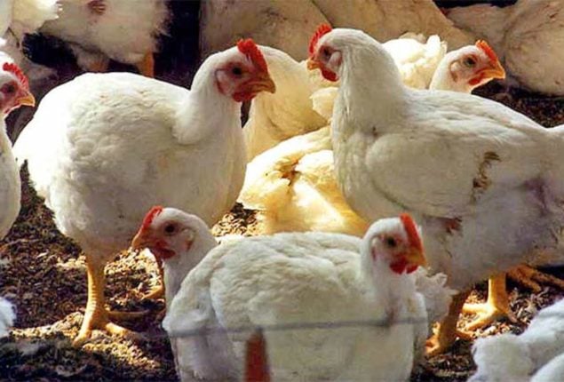 Chicken Prices See a Sudden Massive Drop