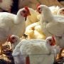 Chicken Prices See a Sudden Massive Drop