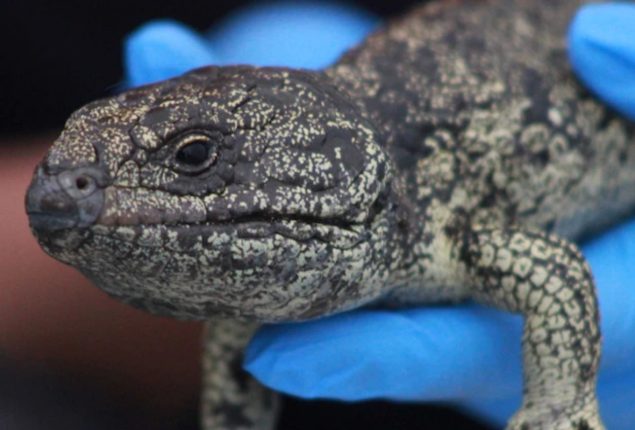 Australian authorities dismantle illegal lizard trafficking operation to Hong Kong