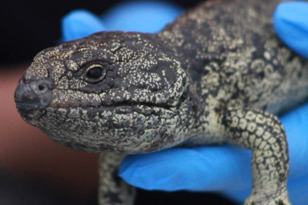 Australian authorities dismantle illegal lizard trafficking operation to Hong Kong