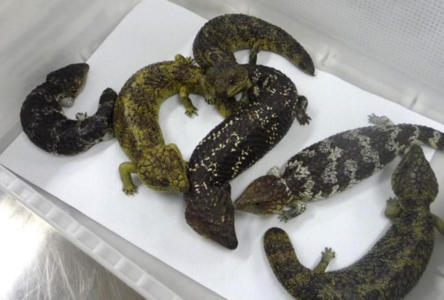 Australian Police Seizure illegal exports of Lizards