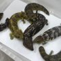 Australian Police Seizure illegal exports of Lizards