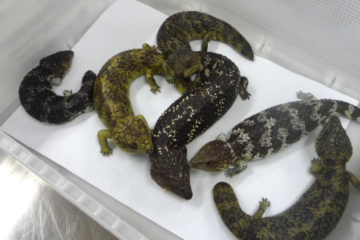 Australian Police Seizure illegal exports of Lizards