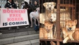 South Korea introduces law to ban dog meat trade