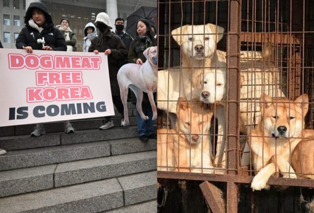 South Korea introduces law to ban dog meat trade