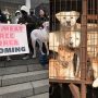 South Korea introduces law to ban dog meat trade