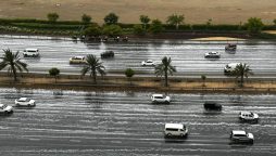 Heavy rains in Dubai and Sharjah, scores of birds seek shelter by roadsides
