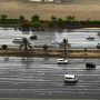 Heavy rains in Dubai and Sharjah, scores of birds seek shelter by roadsides