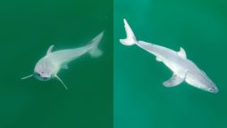Rare Footage: First-ever Newborn Great White Shark in the Wild