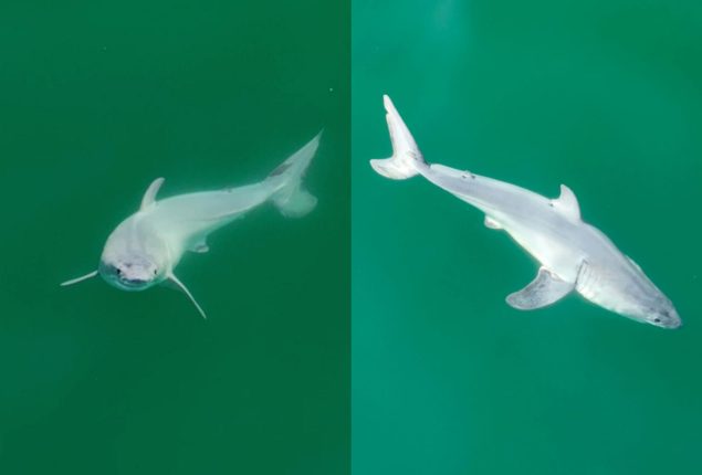 Rare Footage: First-ever Newborn Great White Shark in the Wild