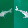 Rare Footage: First-ever Newborn Great White Shark in the Wild