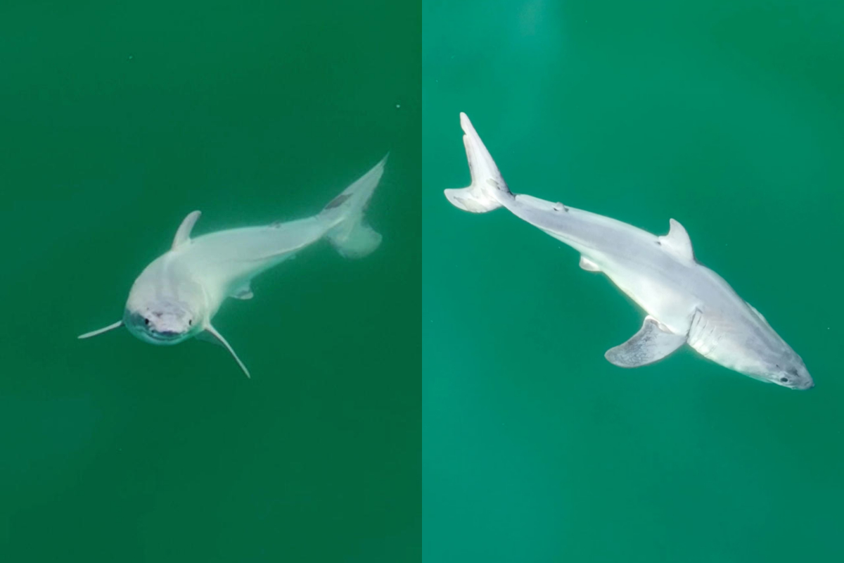 Rare Footage: First-ever Newborn Great White Shark in the Wild
