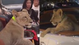 Woman Arrested for Driving with Pet Lion in Convertible Bentley