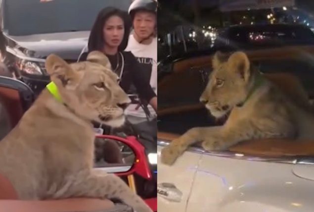Woman Arrested for Driving with Pet Lion in Convertible Bentley