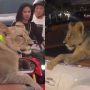 Woman Arrested for Driving with Pet Lion in Convertible Bentley