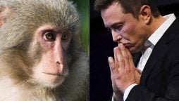 Controversy Surrounds Neuralink Lab: 1,500 Animals Killed in Experiments