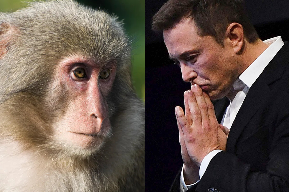 Controversy Surrounds Neuralink Lab: 1,500 Animals Killed in Experiments