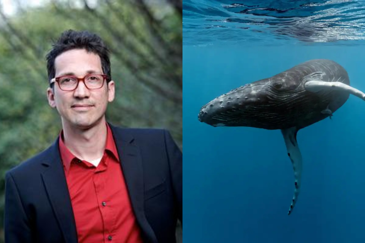 Scientists Decode Anatomy of Baleen Whale Songs