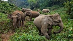 Court grants protection to critically endangered Asian elephants in Bangladesh