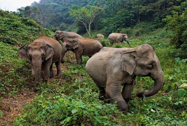 Court grants protection to critically endangered Asian elephants in Bangladesh