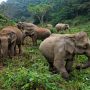 Court grants protection to critically endangered Asian elephants in Bangladesh