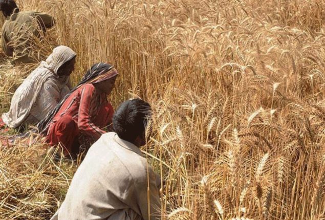 Sindh Govt decides to launch Kissan card