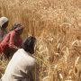 Sindh Govt decides to launch Kissan card