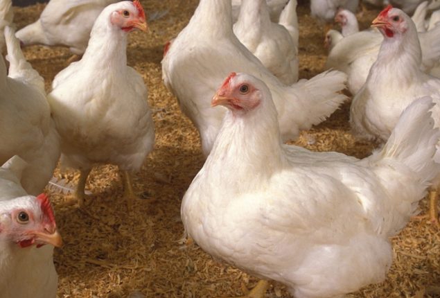 Chicken prices in Pakistan rise once again