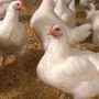 Chicken prices in Pakistan rise once again