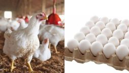 Chicken and egg latest prices in Pakistan