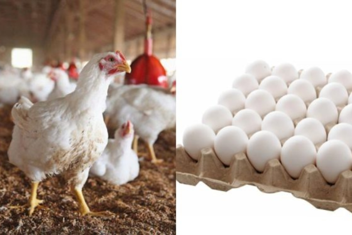 Chicken meat and egg prices soar in Karachi