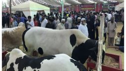 Asia's Largest Cattle Mandi 2024: Preparing for Eid-ul-Adha in Pakistan