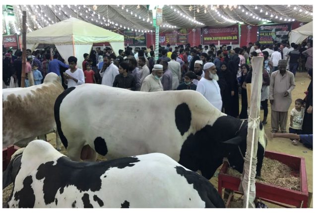 Asia’s Largest Cattle Mandi 2024: Preparing for Eid-ul-Adha in Pakistan