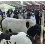 Cow Mandi 2024: KMC dropped fees for Animals before Eid ul Azha