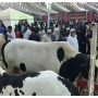 Asia’s Largest Cattle Mandi 2024: Preparing for Eid-ul-Adha in Pakistan