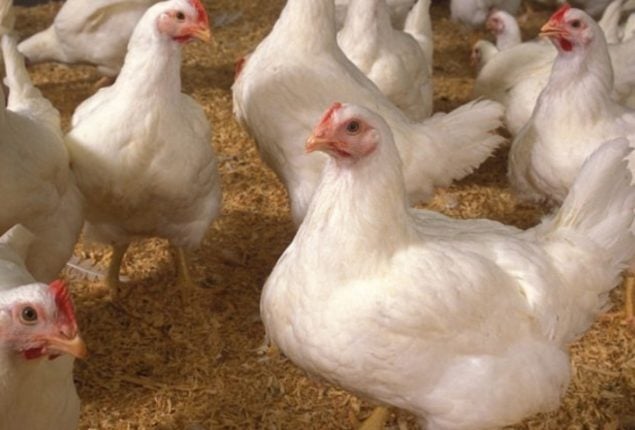 Today Chicken Rate in Pakistan