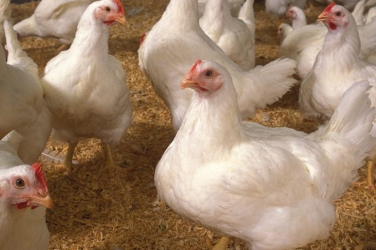 Chicken Price in Pakistan