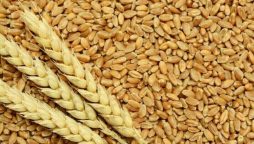 Wheat Price in Pakistan