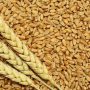 Wheat Price in Pakistan Today – Big Drop in Prices