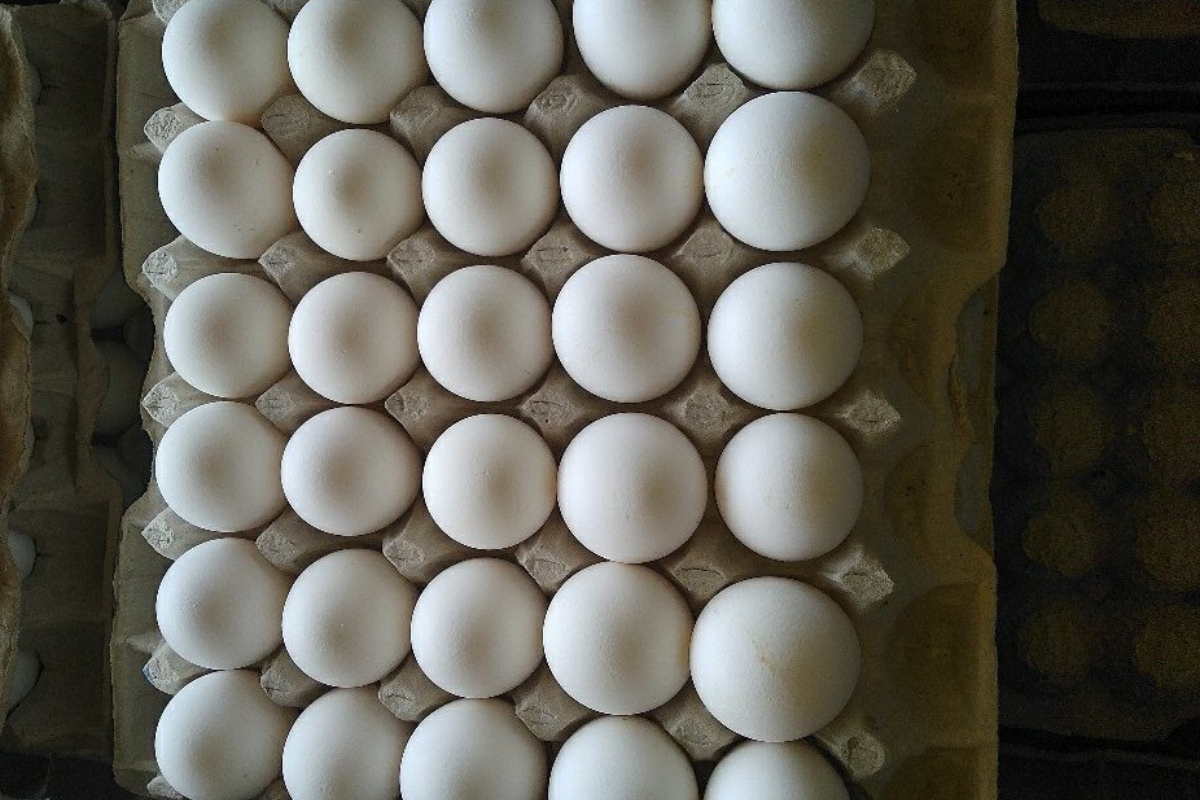 Egg price in Pakistan