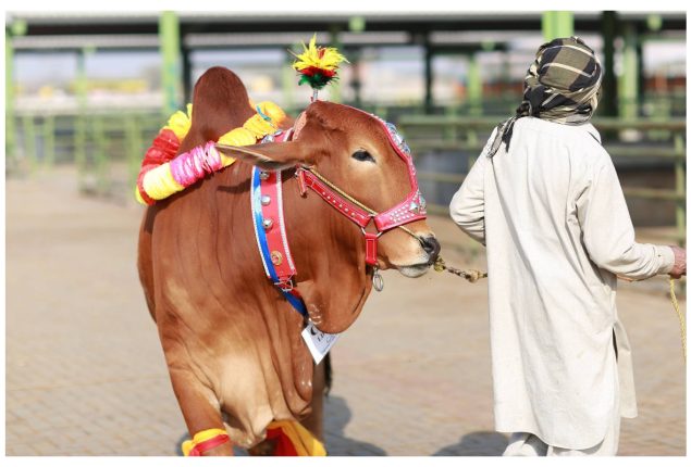 Punjab Introduces Online Cattle Market: Transforming Livestock Trading!