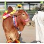 Punjab Introduces Online Cattle Market: Transforming Livestock Trading!