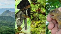 Philippine Island sets record with World’s largest concentration of unique mammals