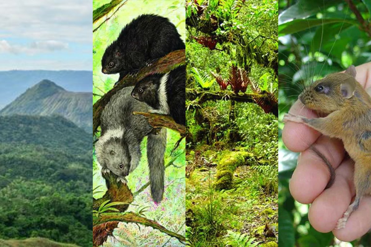 Philippine Island sets record with World's largest concentration of unique mammals