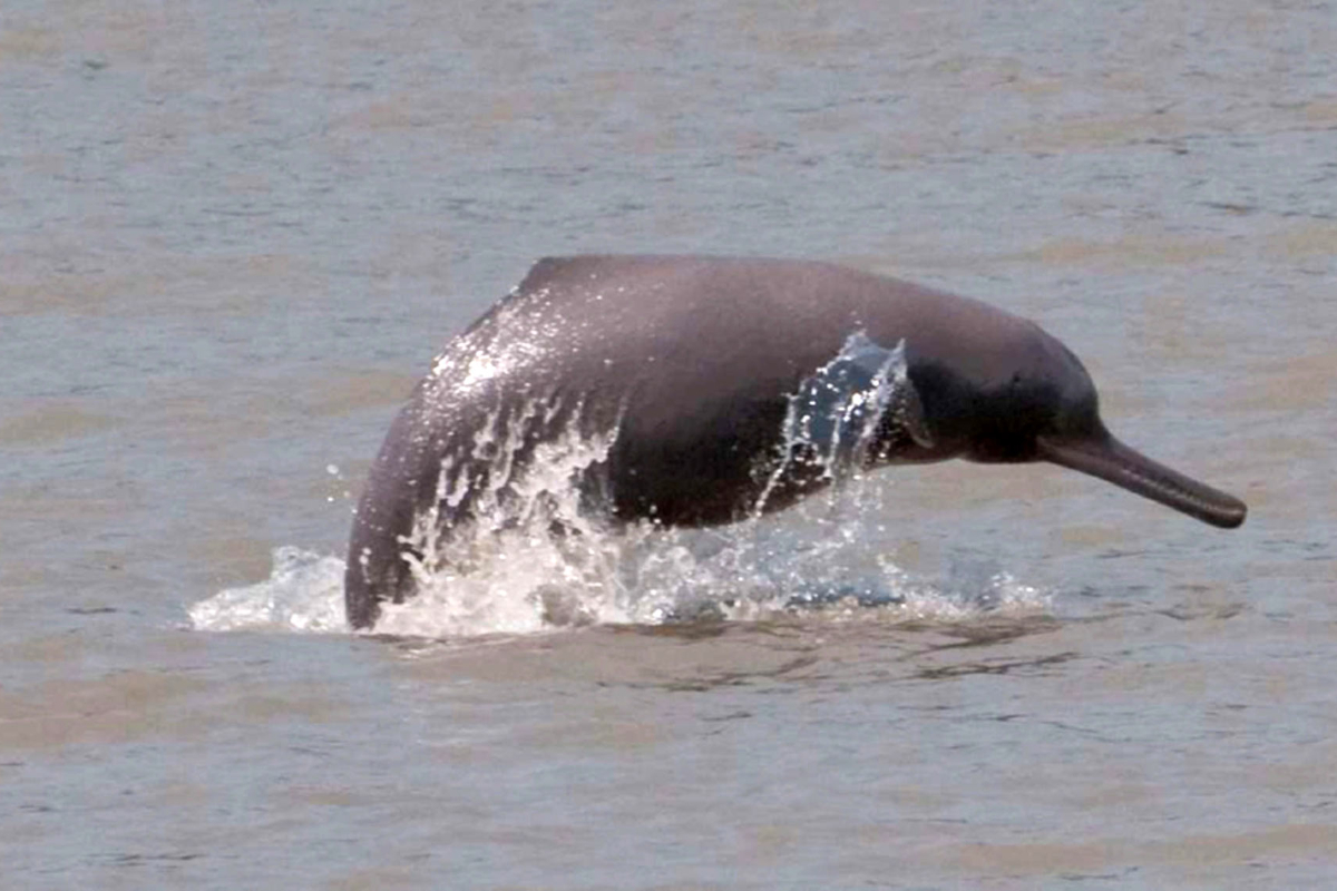 dolphins