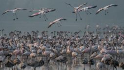 India: 39 flamingos dead after aircraft hit them in Mumbai