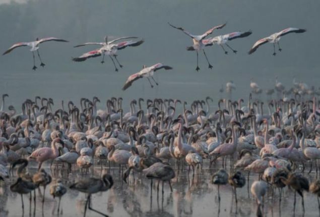 India: 39 flamingos dead after aircraft hit them in Mumbai