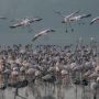 India: 39 flamingos dead after aircraft hit them in Mumbai